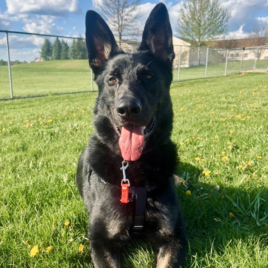 Helios, Adoptable, Young Male German Shepherd Dog.