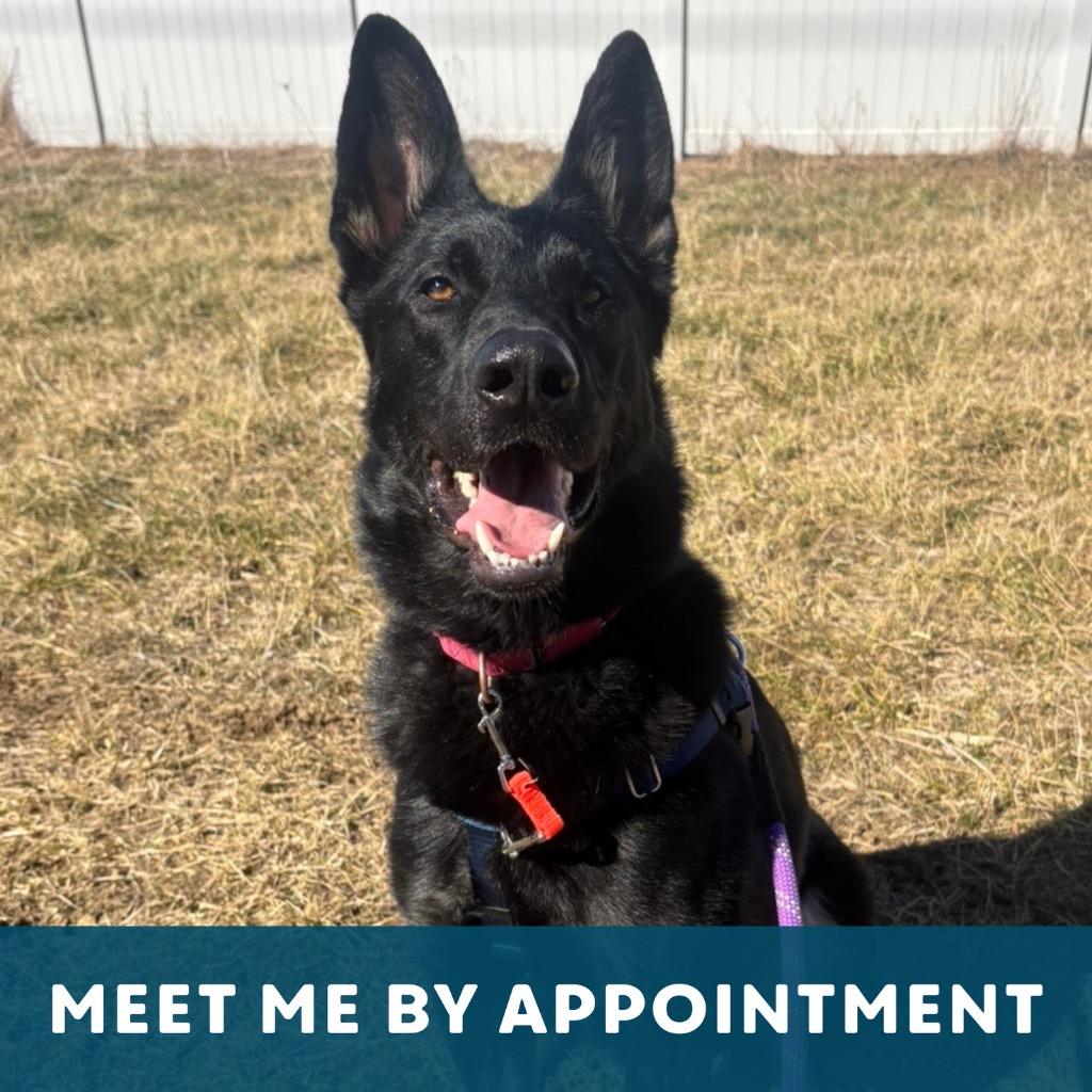 Enlarge Helios, a Adoptable German Shepherd Dog in State College, PA image 2/6