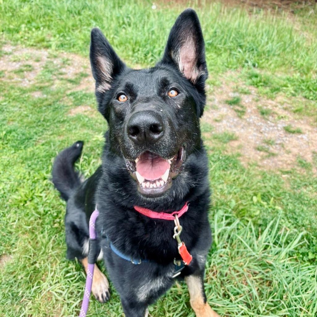 Enlarge Helios, a Adoptable German Shepherd Dog in State College, PA image 2/6
