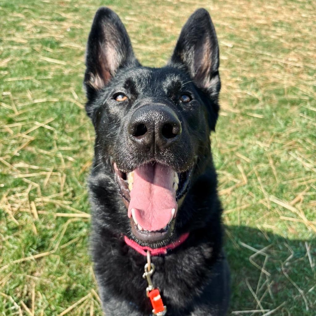 Enlarge Helios, a Adoptable German Shepherd Dog in State College, PA image 3/6