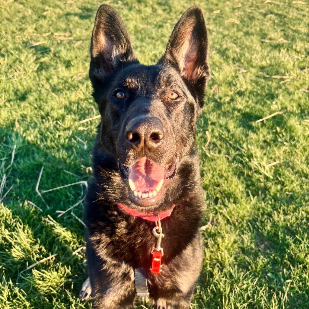 Enlarge Helios, a Adoptable German Shepherd Dog in State College, PA image 4/6