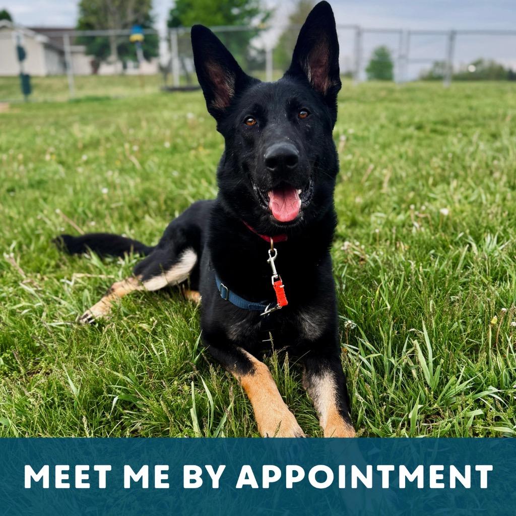 Enlarge Helios, a Adoptable German Shepherd Dog in State College, PA image 5/6