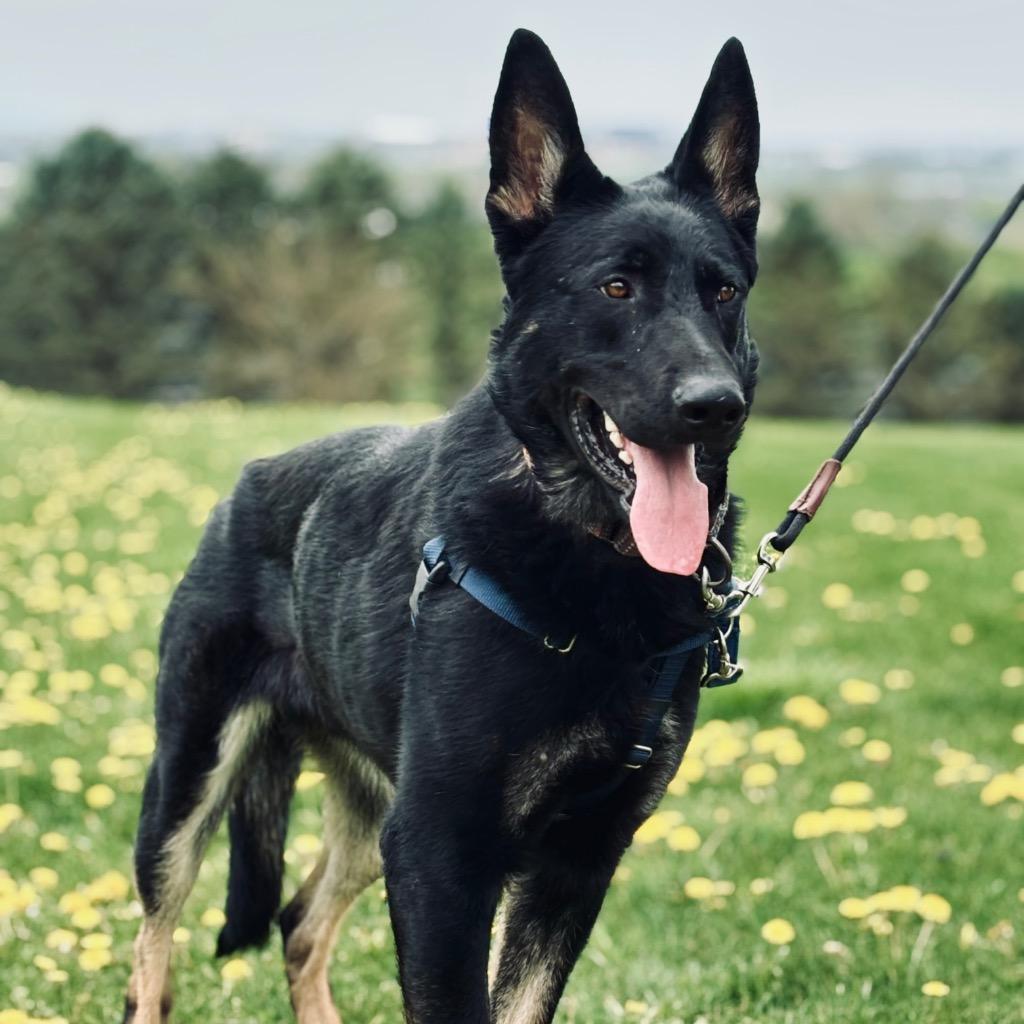 Enlarge Helios, a Adoptable German Shepherd Dog in State College, PA image 3/6