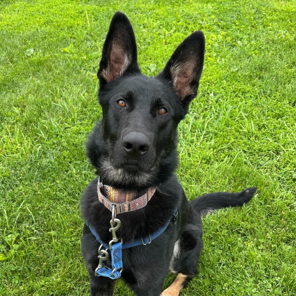 Enlarge Helios, a Adoptable German Shepherd Dog in State College, PA image 4/6