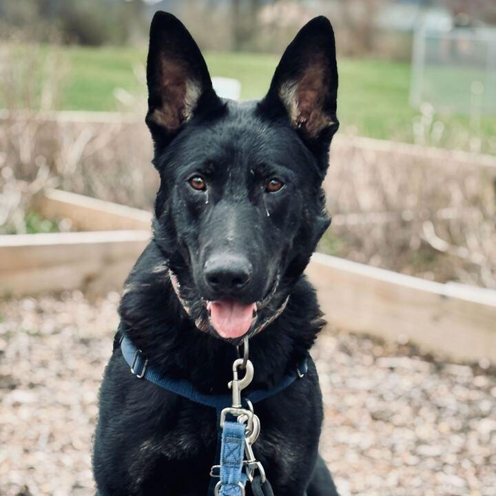 Enlarge Helios, a Adoptable German Shepherd Dog in State College, PA image 5/6