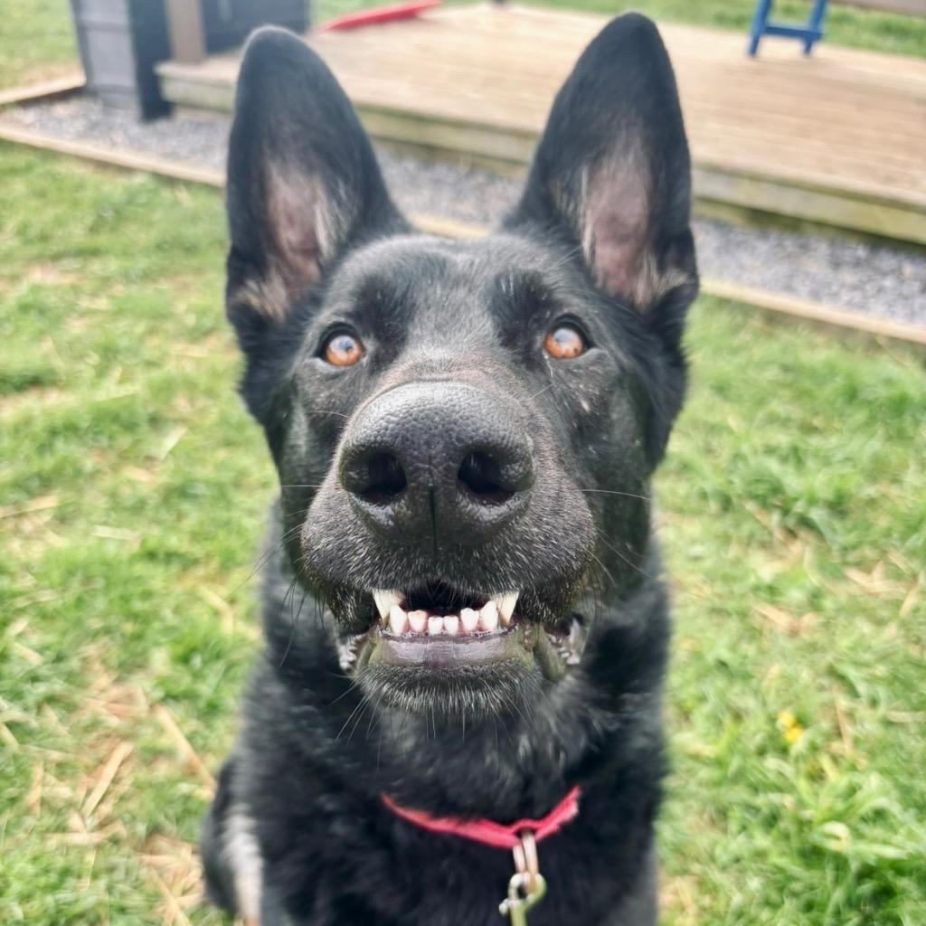 Enlarge Helios, a Adoptable German Shepherd Dog in State College, PA image 6/6