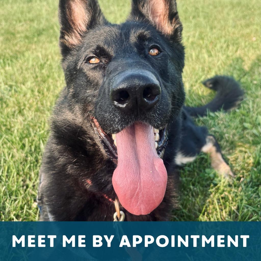 Helios, a Adoptable German Shepherd Dog in State College, PA image 6/6