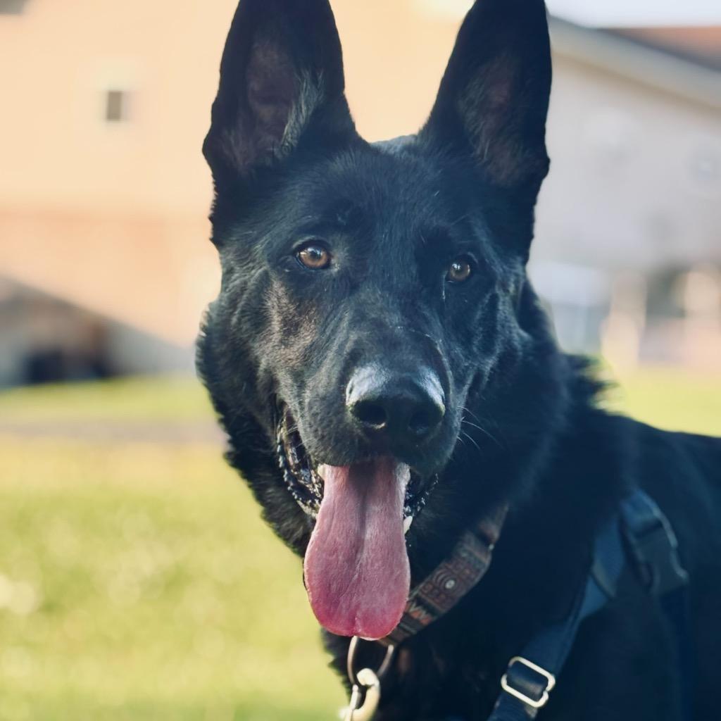 Enlarge Helios, a Adoptable German Shepherd Dog in State College, PA image 6/6