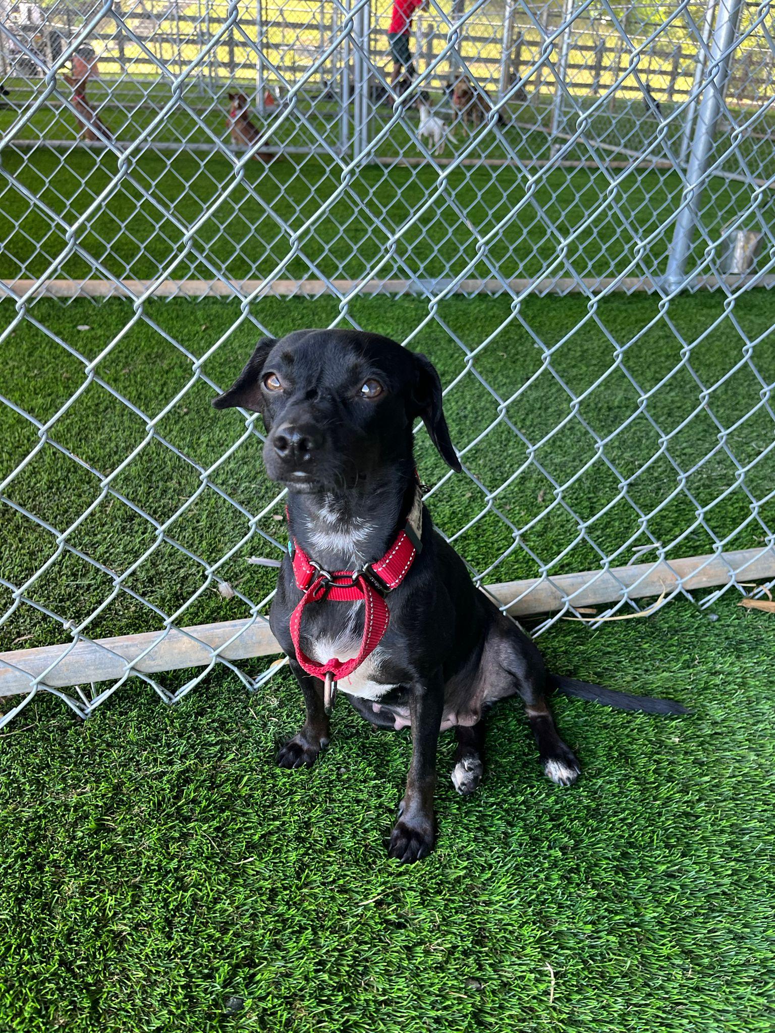 Dory, a Adoptable mixed breed in Sherborn , MA image 2/3