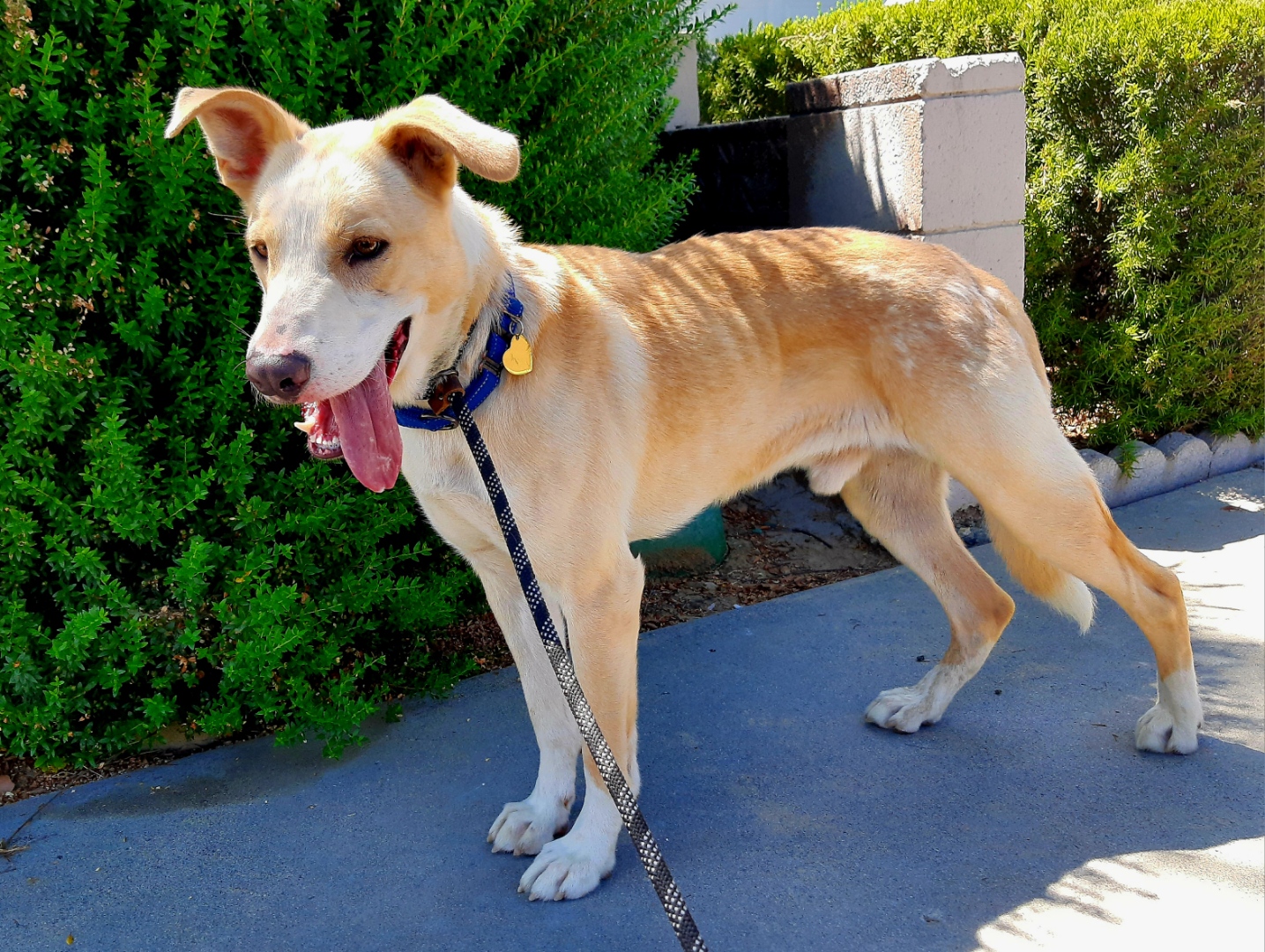 Enlarge BRODY, a Adoptable mixed breed in Los Angeles, CA image 2/6