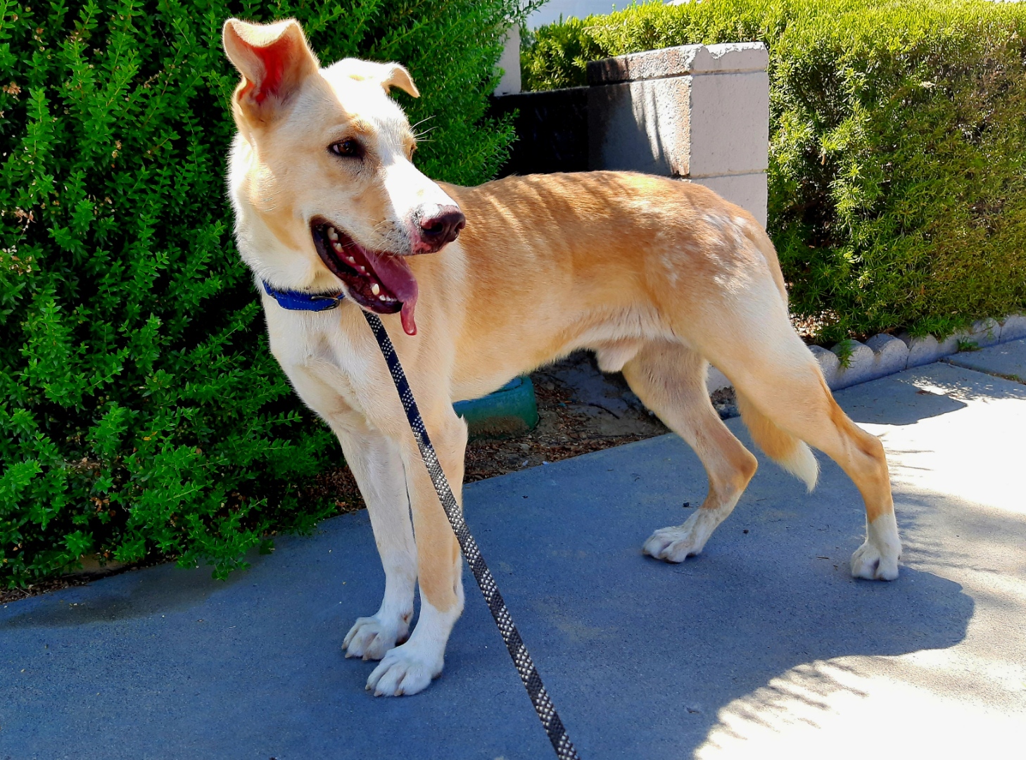 Enlarge BRODY, a Adoptable mixed breed in Los Angeles, CA image 3/6