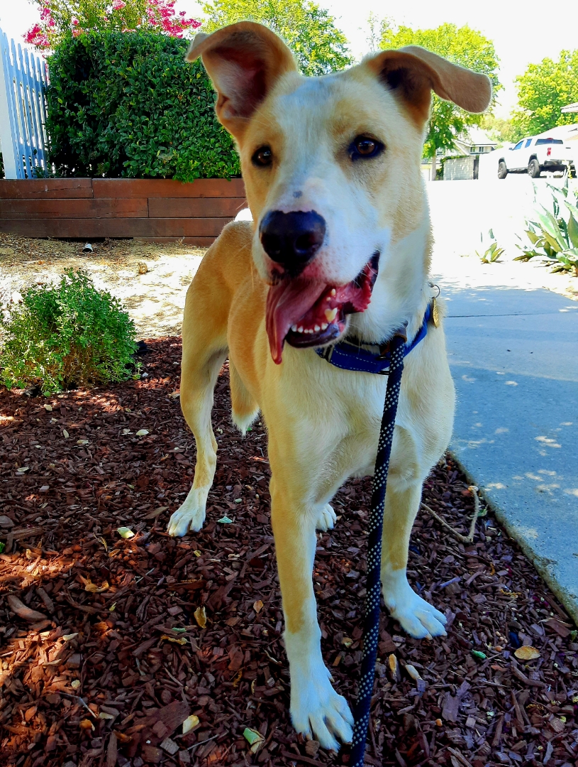 Enlarge BRODY, a Adoptable mixed breed in Los Angeles, CA image 6/6