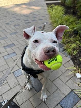 Grayson, Adoptable, Adult Male Mixed Breed & Mixed Breed.