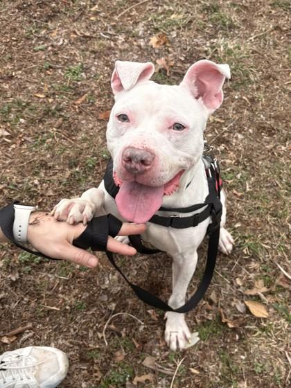 Enlarge Grayson, a Adoptable Mixed Breed in Washington, DC image 2/3