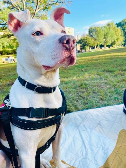 Grayson, Adoptable, Adult Male Mixed Breed & Mixed Breed.