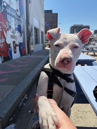 Enlarge Grayson, a Adoptable Mixed Breed in Washington, DC image 2/3