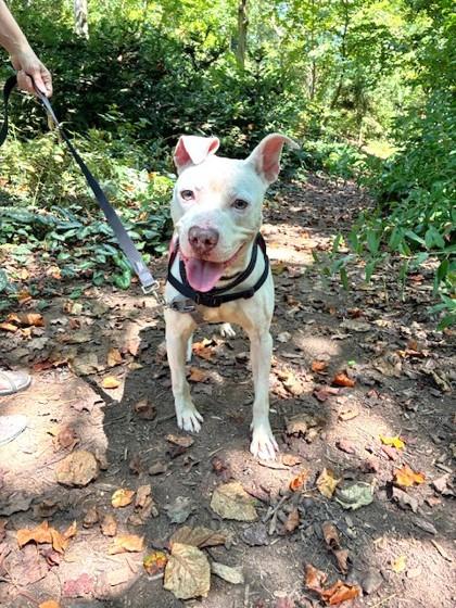 Enlarge Grayson, a Adoptable Mixed Breed in Washington, DC image 3/3