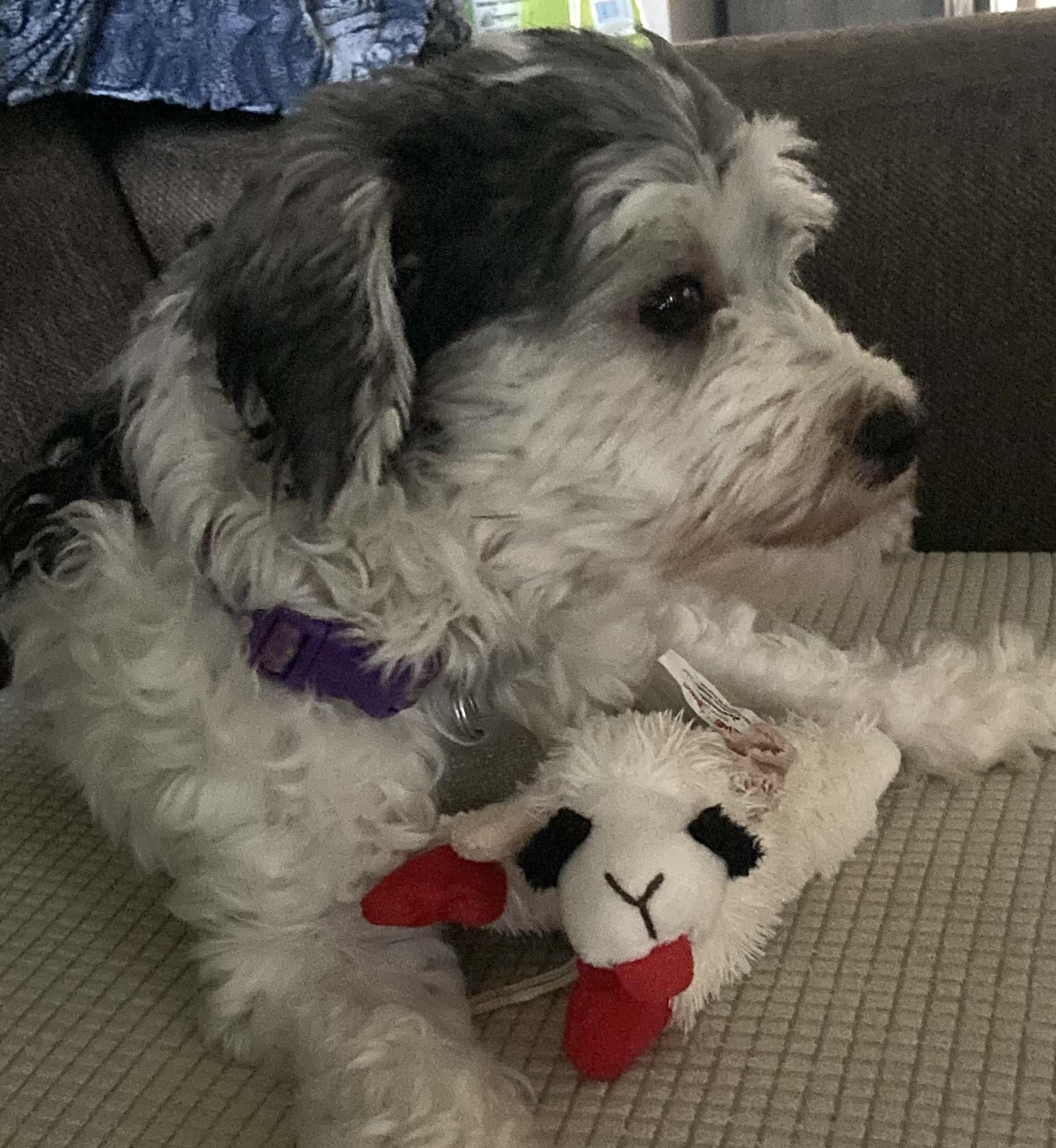 Enlarge Tootz, a Adopted Havanese in Elkhart, IN image 2/3