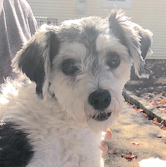 Enlarge Tootz, a Adopted Havanese in Elkhart, IN image 1/3