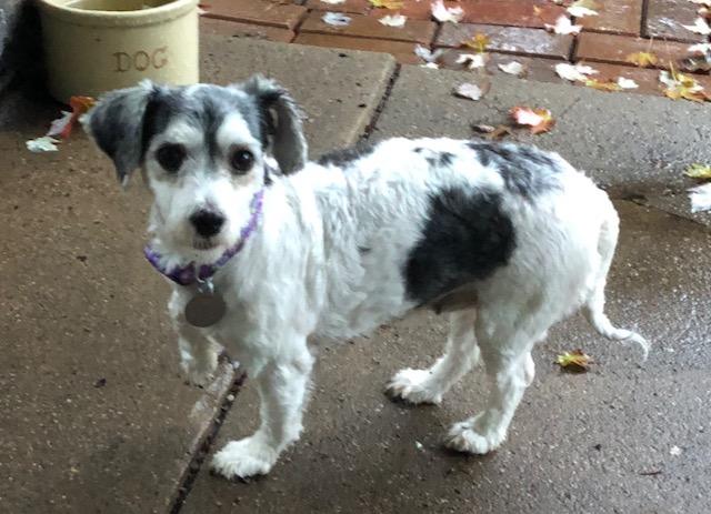 Enlarge Tootz, a Adopted Havanese in Elkhart, IN image 3/3