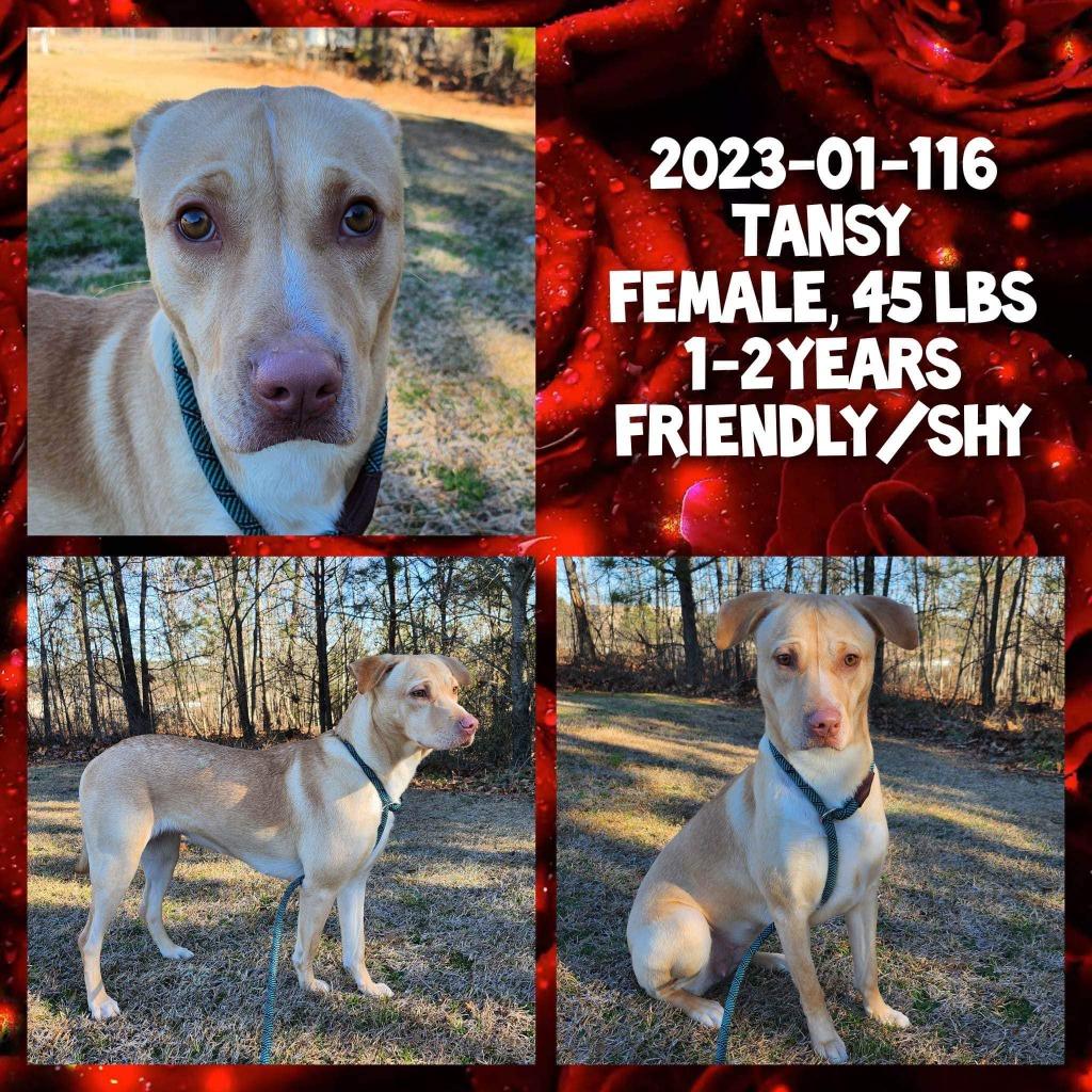 2023-01-116, Adoptable, Young Female Labrador Retriever.