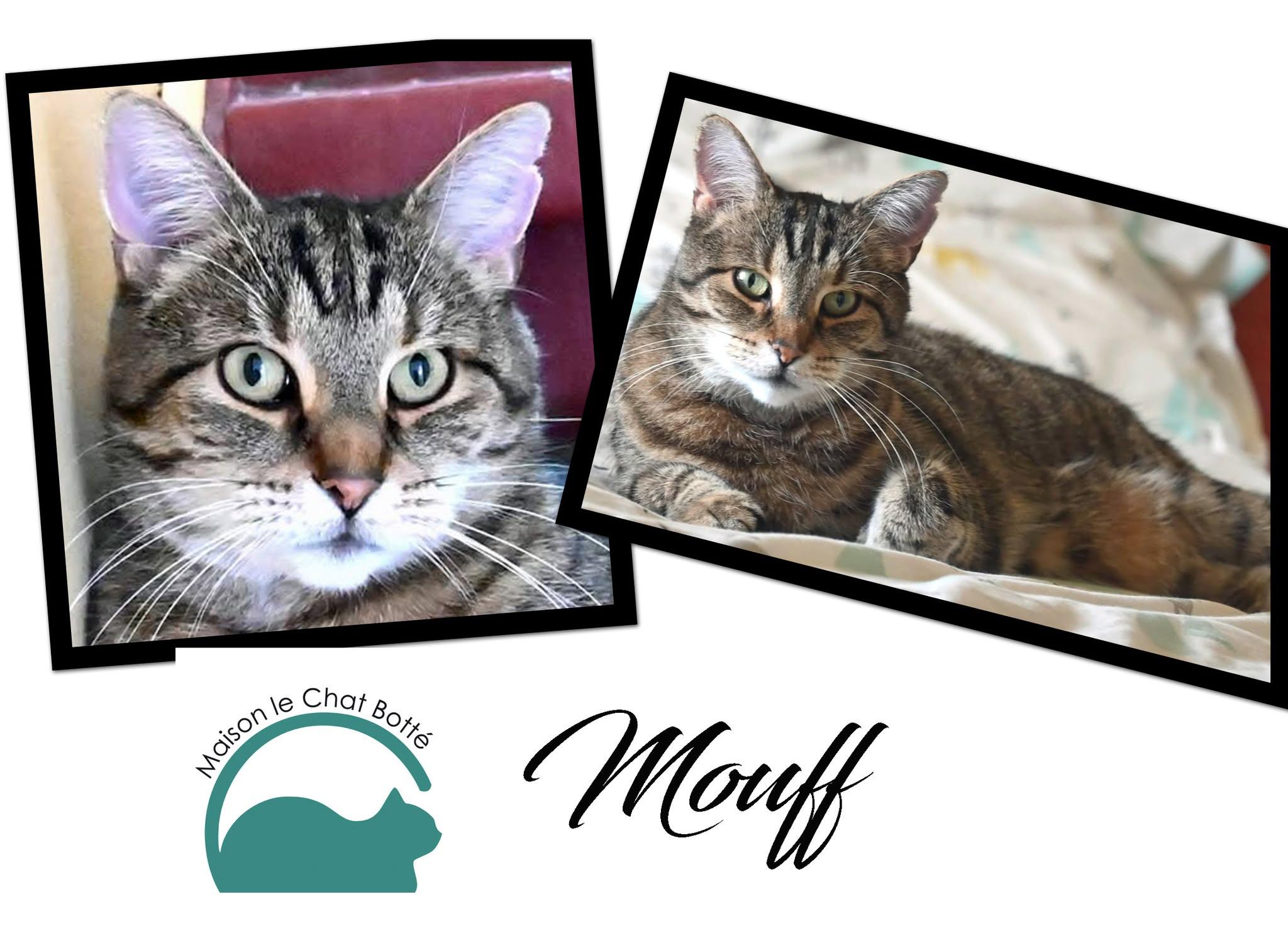 Enlarge Mouff, a Adoptable Tabby in Montreal-Nord, QC image 3/6