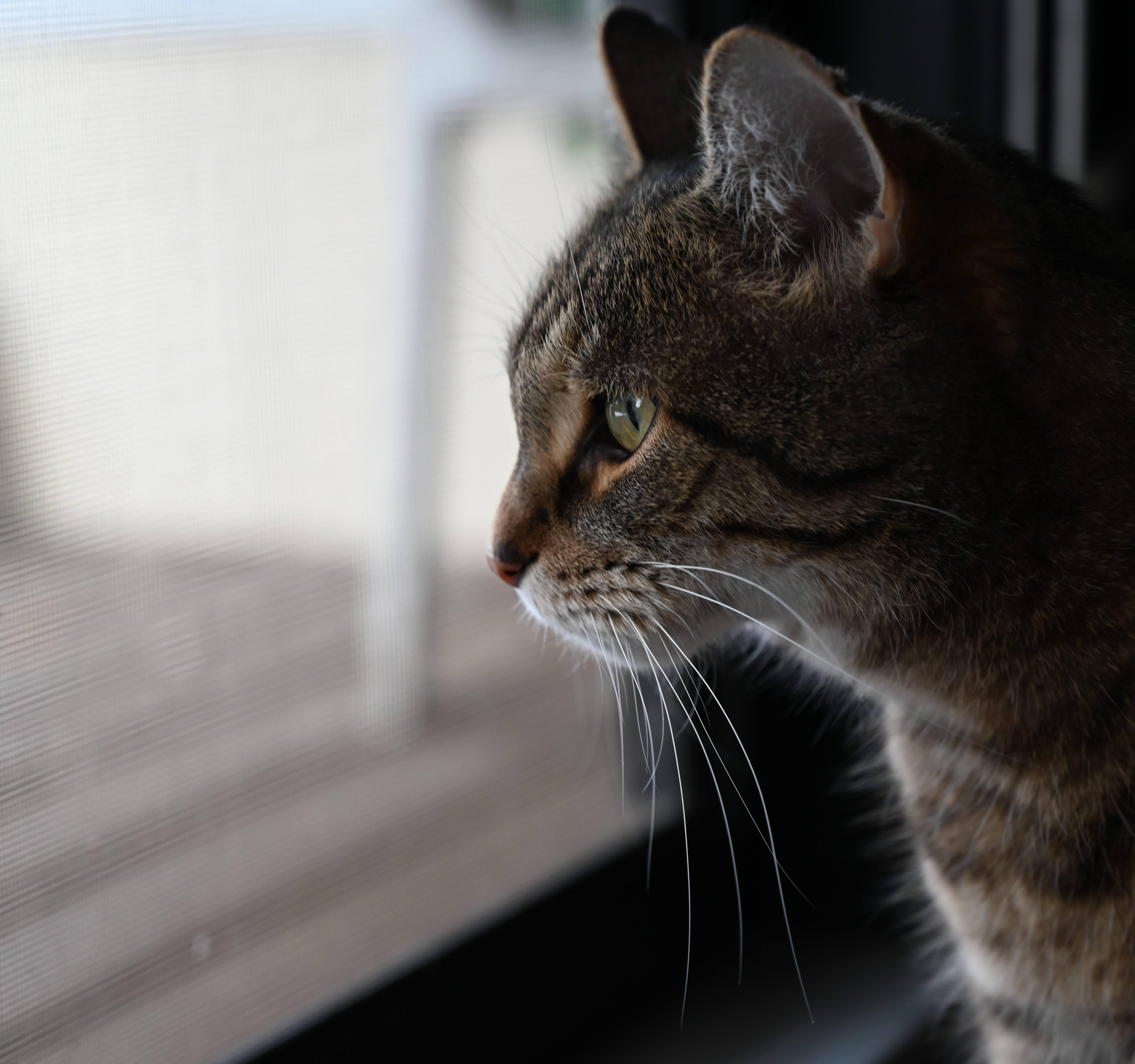 Enlarge Mouff, a Adoptable Tabby in Montreal-Nord, QC image 4/6