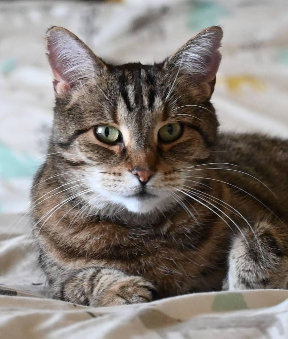 Enlarge Mouff, a Adoptable Tabby in Montreal-Nord, QC image 1/6