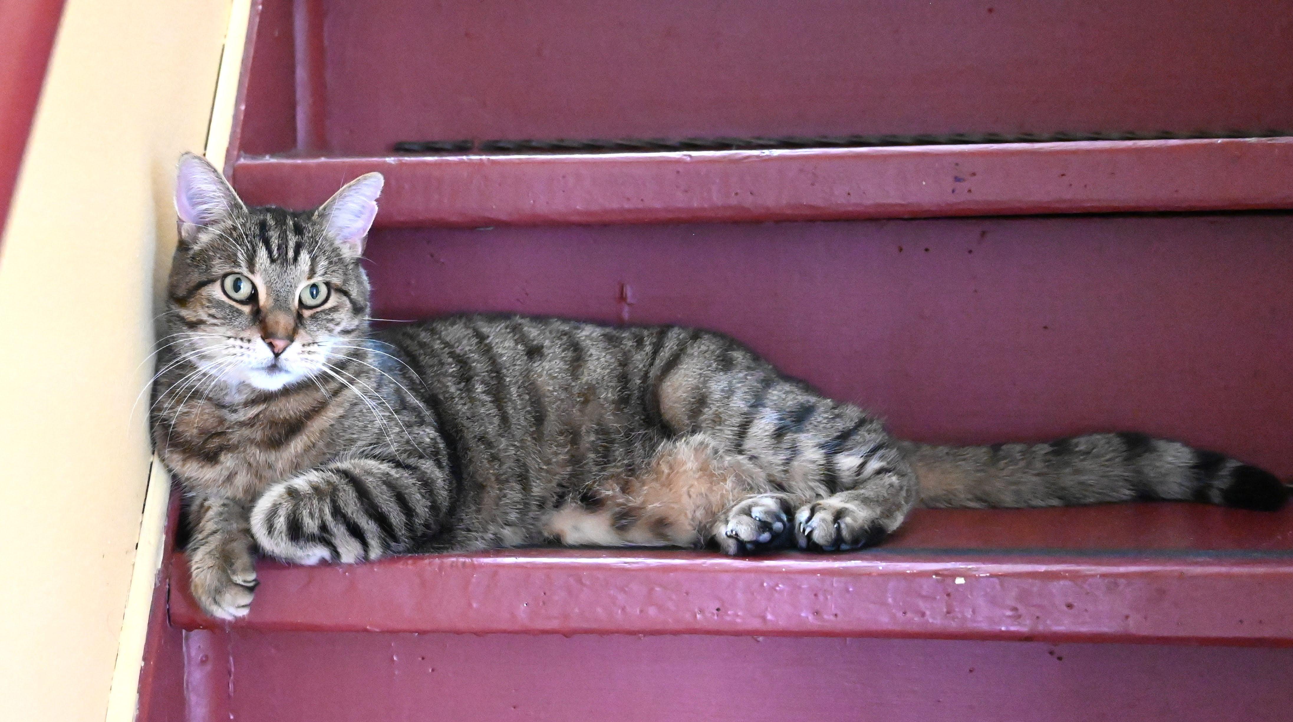 Enlarge Mouff, a Adoptable Tabby in Montreal-Nord, QC image 2/6