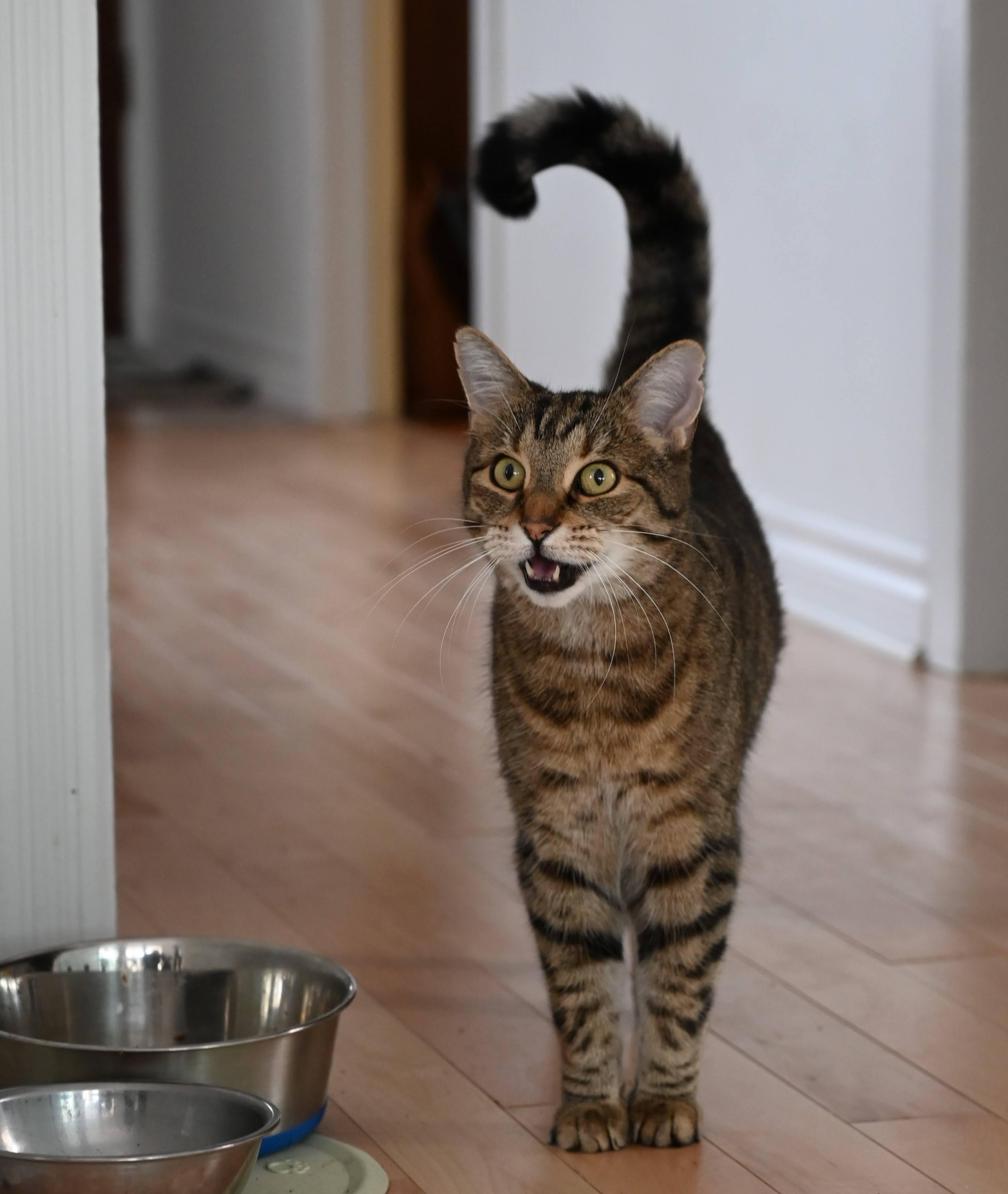 Enlarge Mouff, a Adoptable Tabby in Montreal-Nord, QC image 5/6