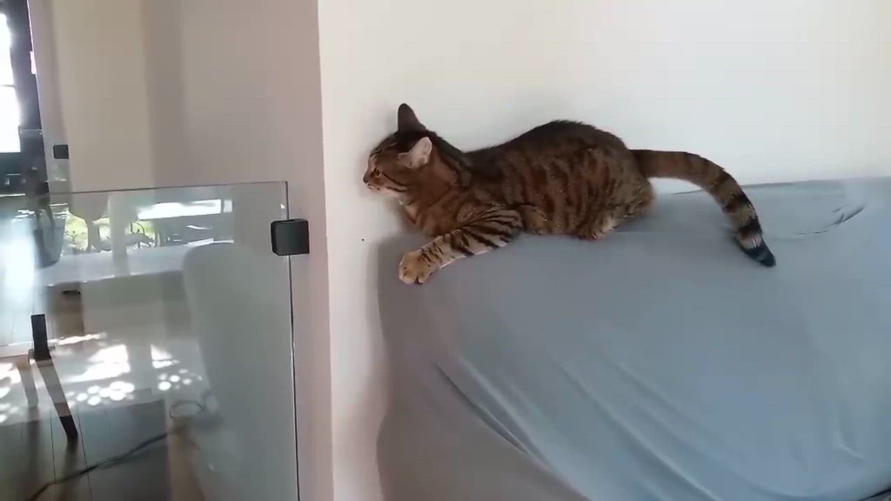 Enlarge Mouff, a Adoptable Tabby in Montreal-Nord, QC video 6/6