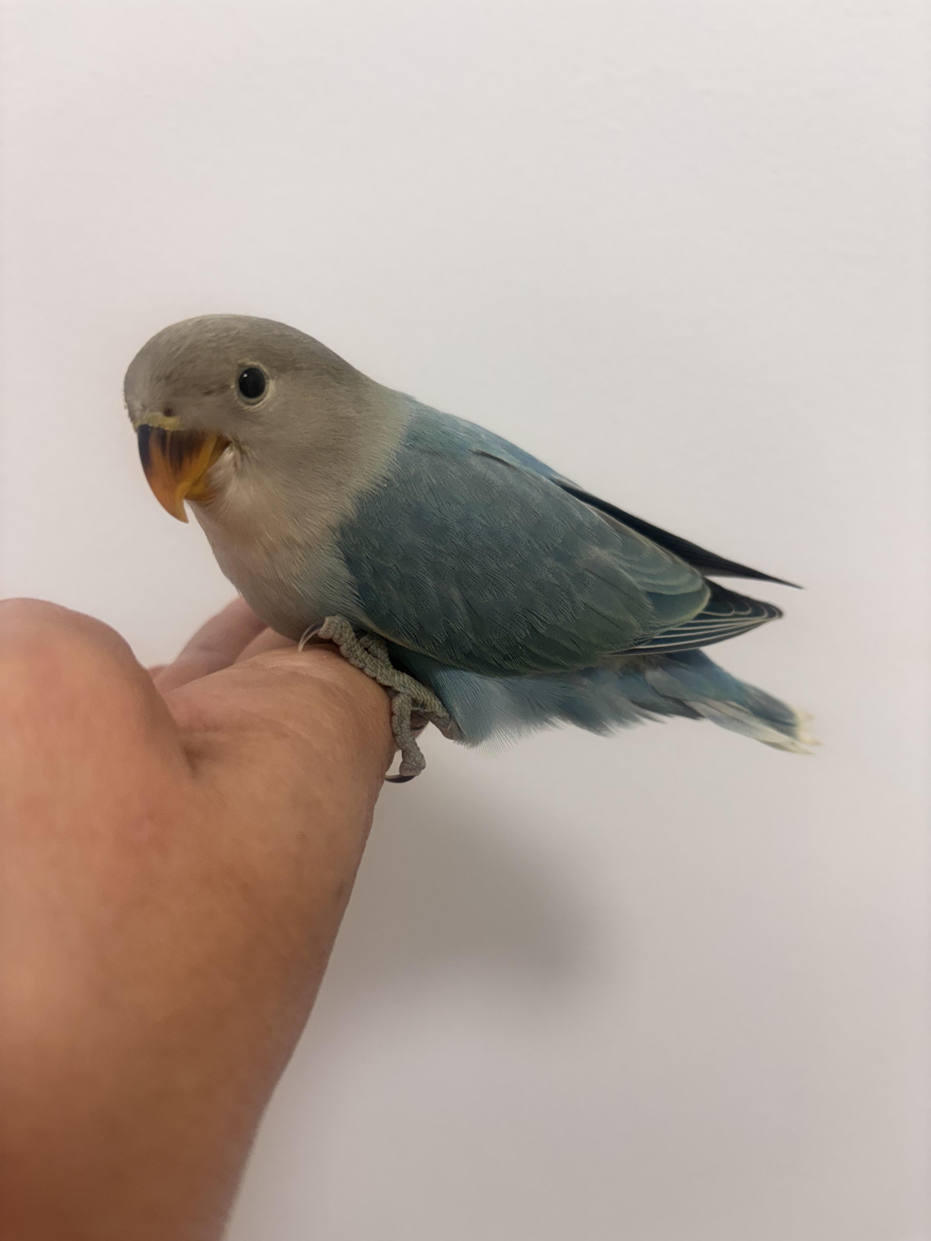 Enlarge Bluebell, an adopted Lovebird in Corona, CA image 3/3