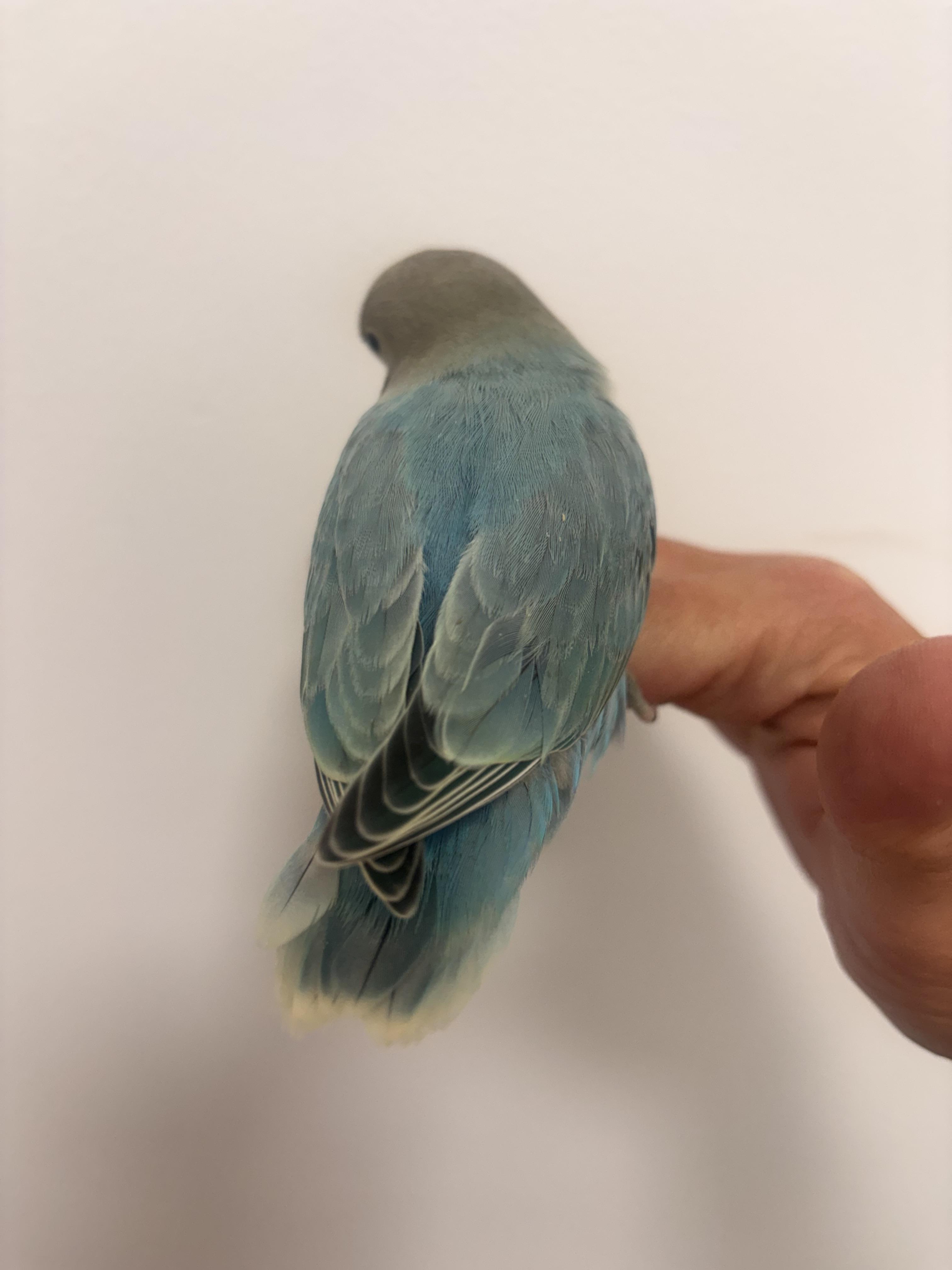 Enlarge Bluebell, an adopted Lovebird in Corona, CA image 2/3