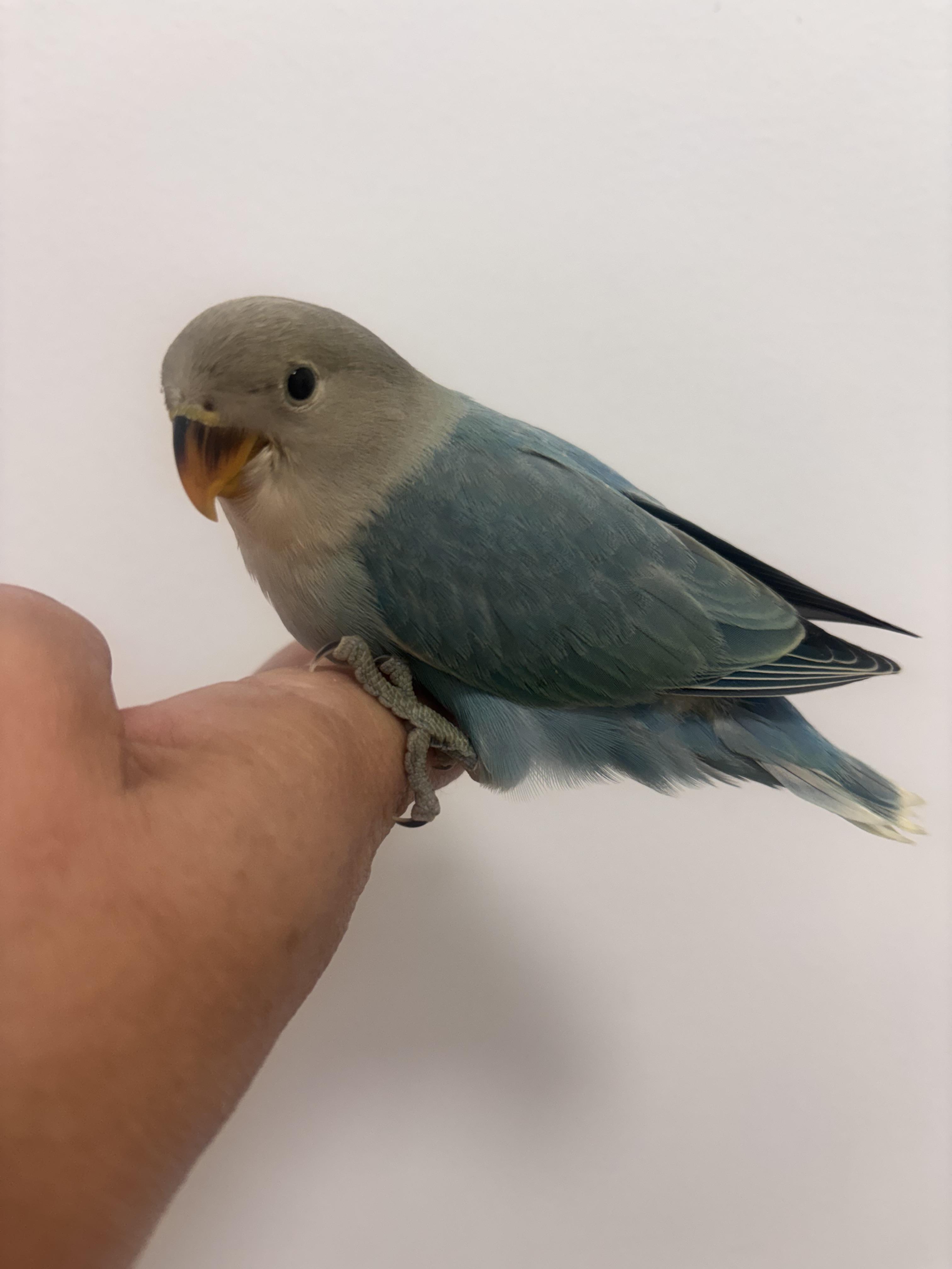 Enlarge Bluebell, an adopted Lovebird in Corona, CA image 1/3