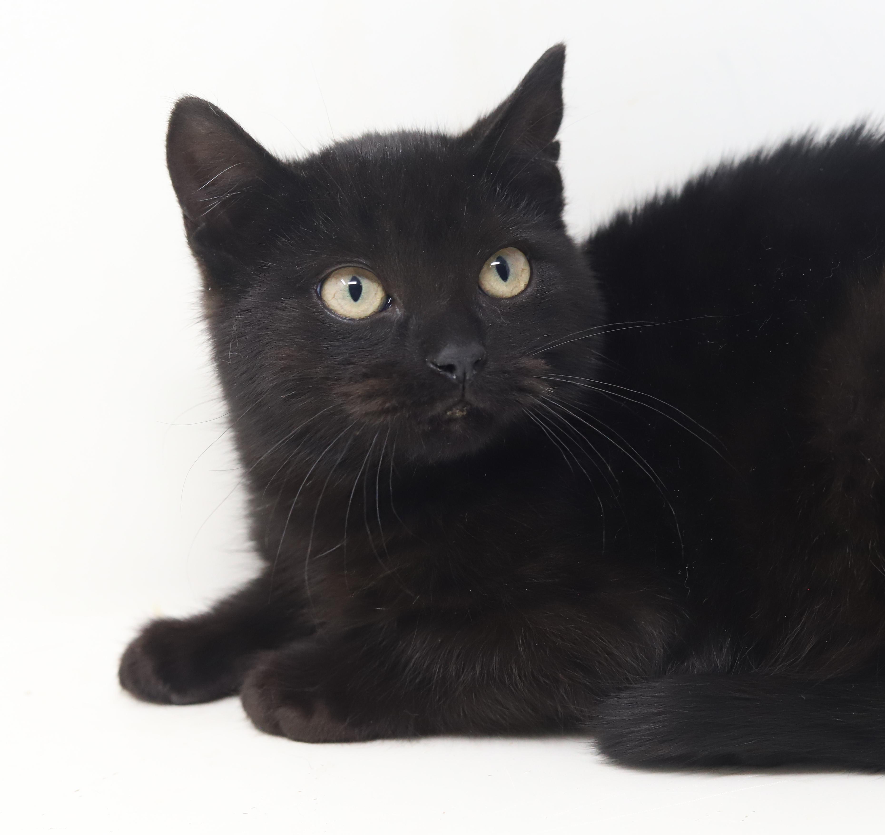 Enlarge  Zuzu is our purrfectly petite chocolate princess!, a Adoptable mixed breed in Bedford Hills, NY image 2/6