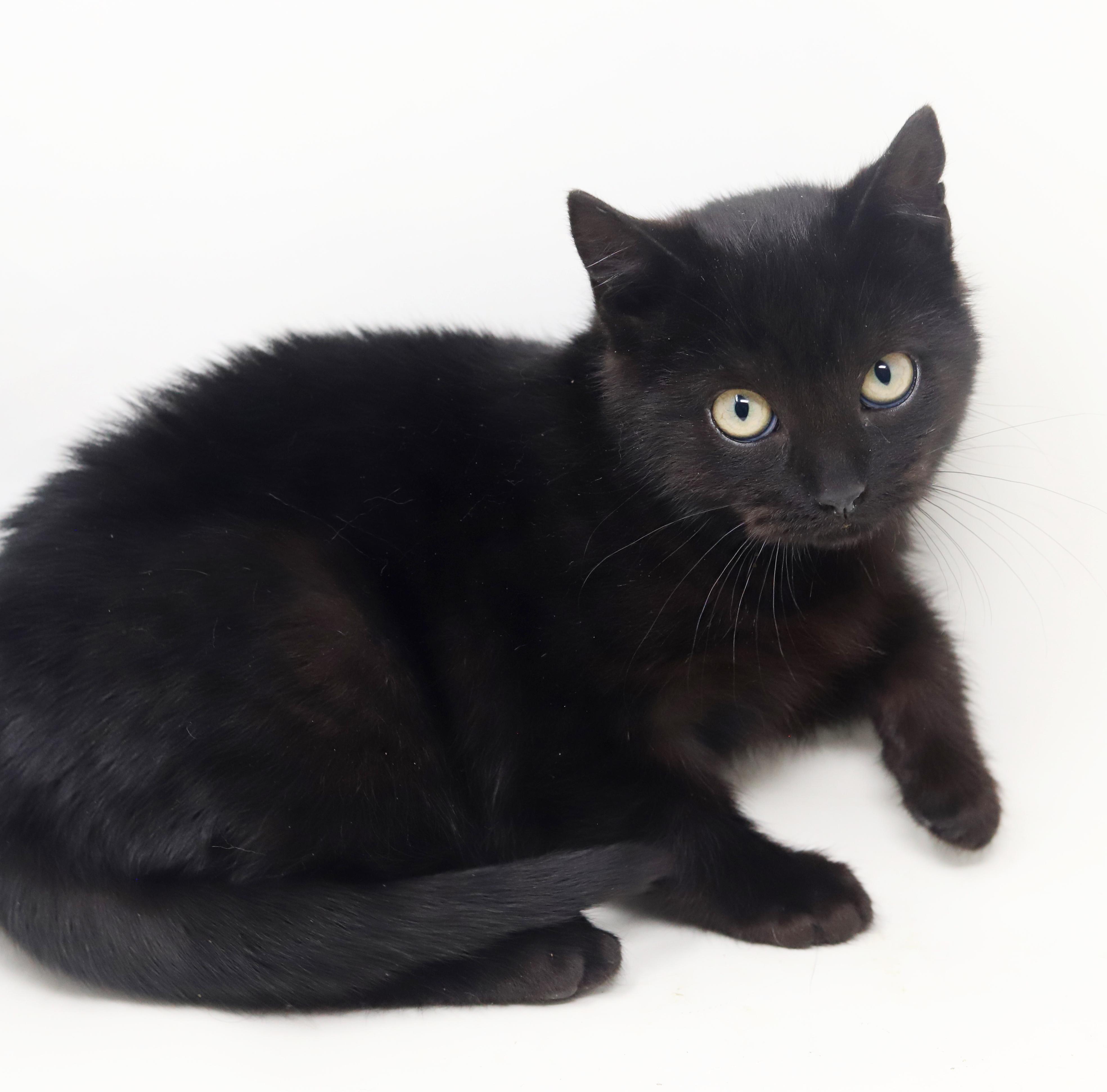 Enlarge  Zuzu is our purrfectly petite chocolate princess!, a Adoptable mixed breed in Bedford Hills, NY image 3/6