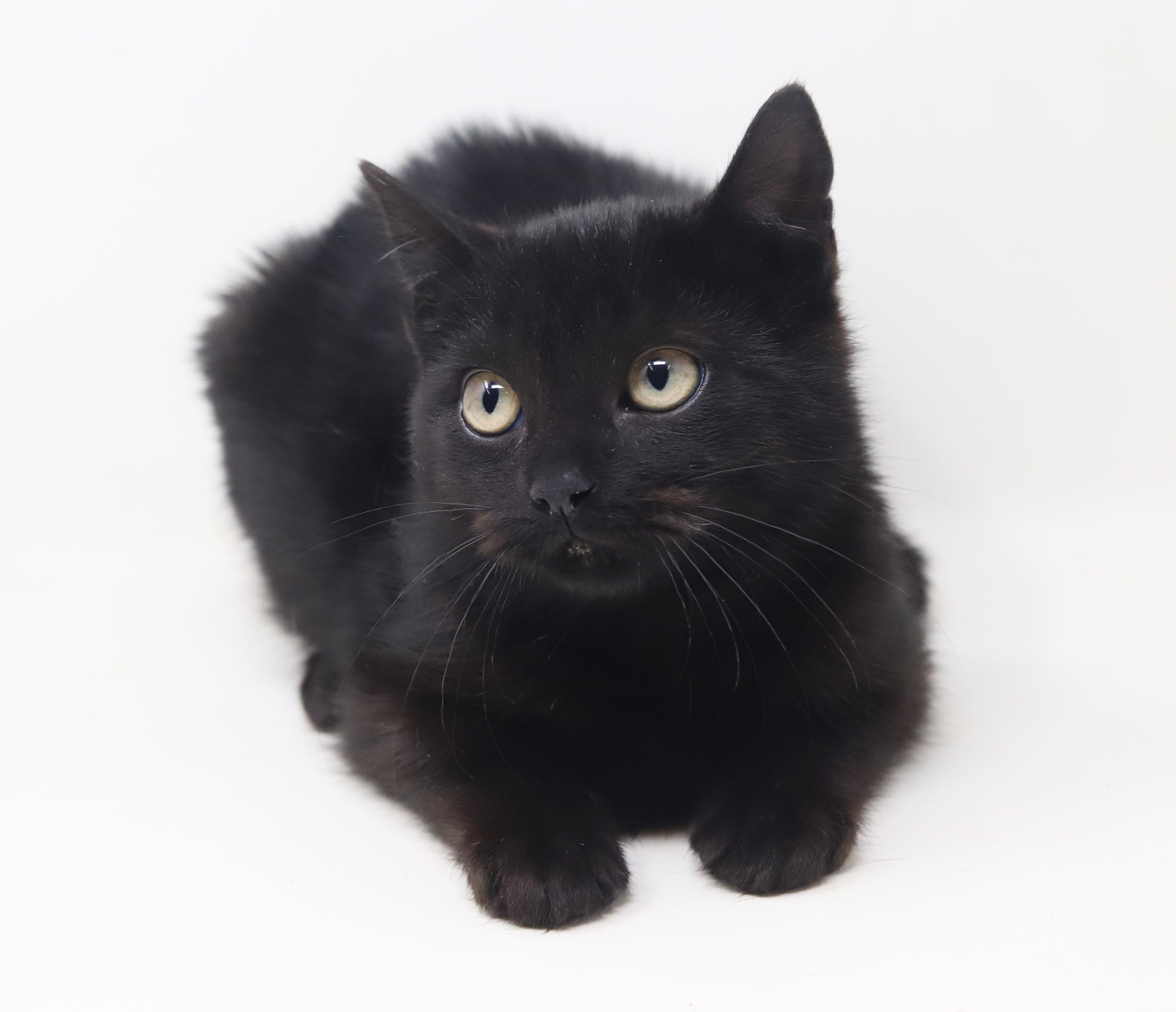 Enlarge  Zuzu is our purrfectly petite chocolate princess!, a Adoptable mixed breed in Bedford Hills, NY image 6/6