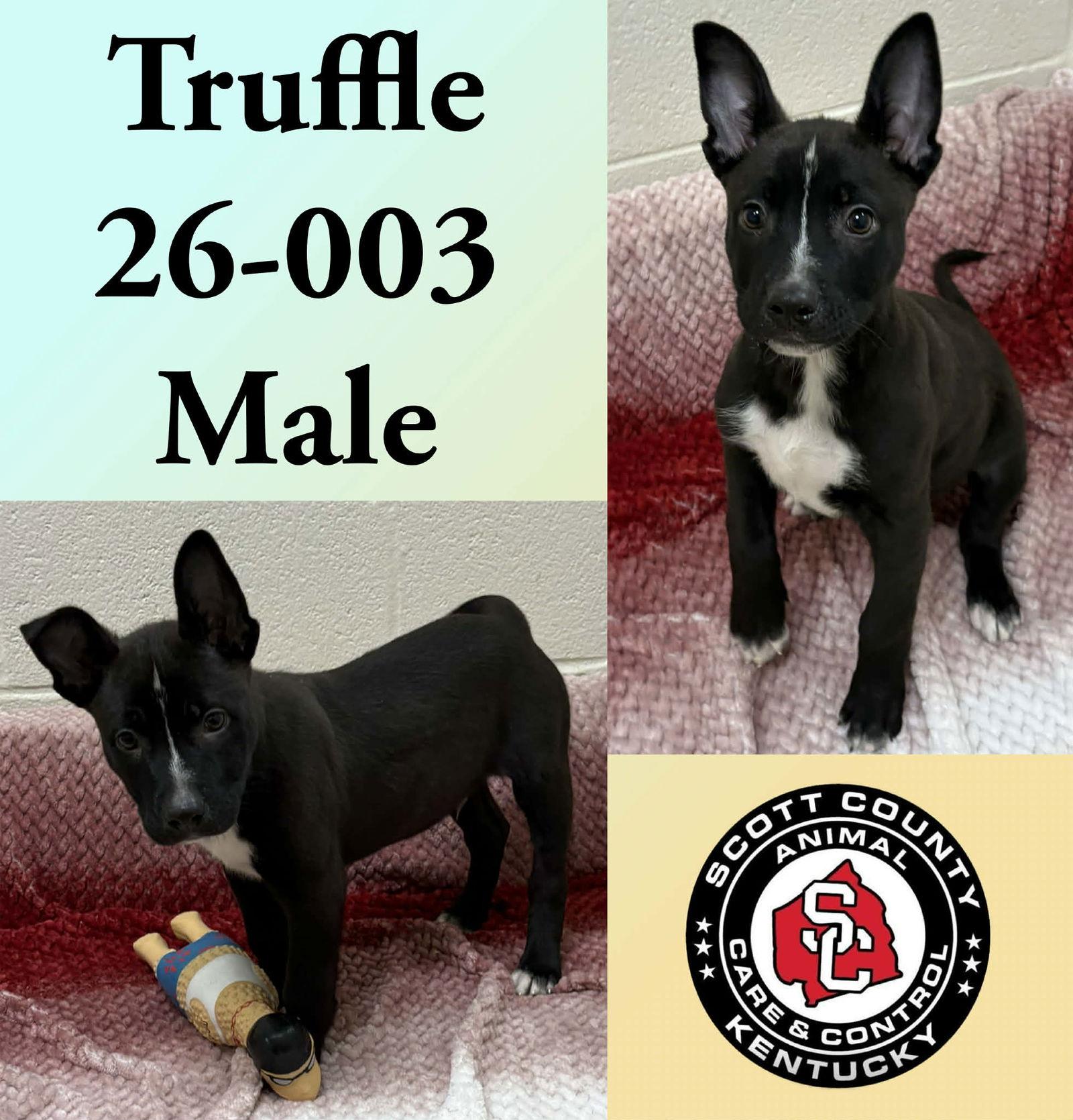 Truffle, Adoptable, Young Male Terrier.