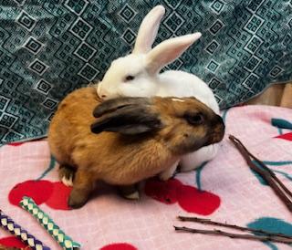 Molly & Ally (Bonded sister pair), Adoptable, Young Female American.