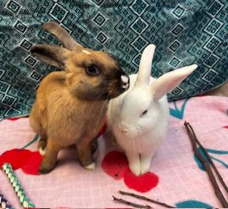 Molly & Ally (Bonded sister pair), a Adoptable American in Oakland, CA image 1/6