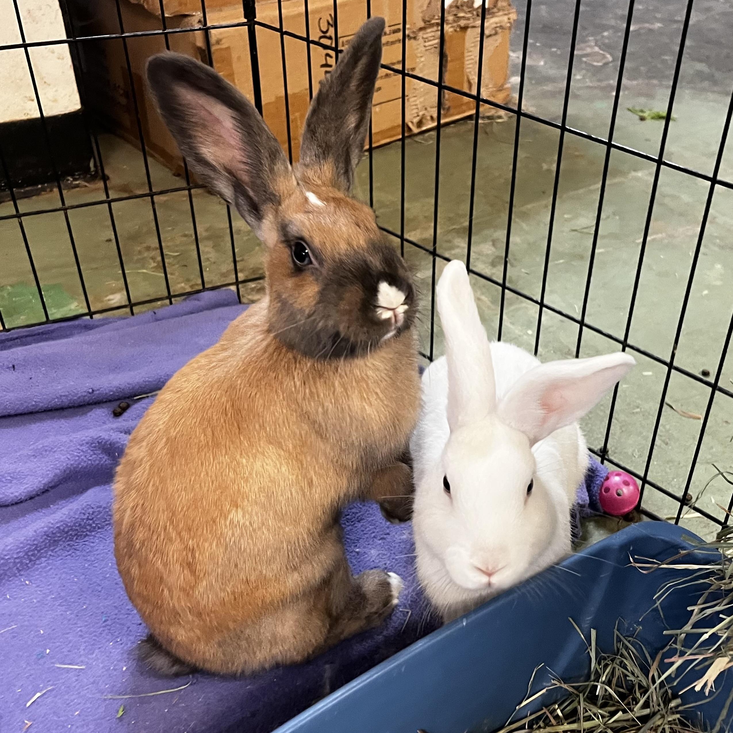 Enlarge Molly & Ally (Bonded sister pair), an adoptable American in Oakland, CA image 5/6
