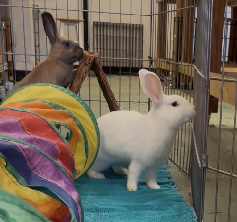 Molly & Ally (Bonded sister pair), a Adoptable American in Oakland, CA image 4/6