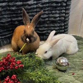 Molly & Ally (Bonded sister pair), a Adoptable American in Oakland, CA image 5/6