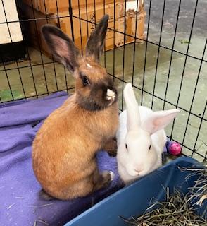 Molly & Ally (Bonded sister pair), a Adoptable American in Oakland, CA image 6/6