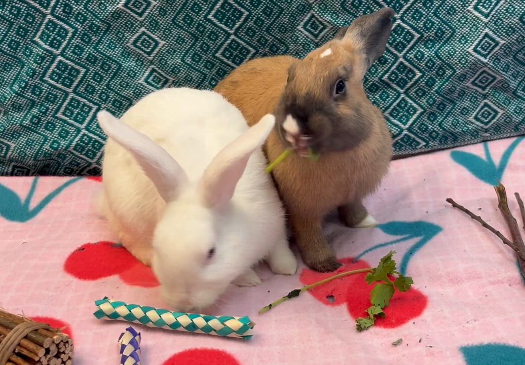 Enlarge Molly & Ally (Bonded sister pair), a Adoptable American in Oakland, CA video 2/6
