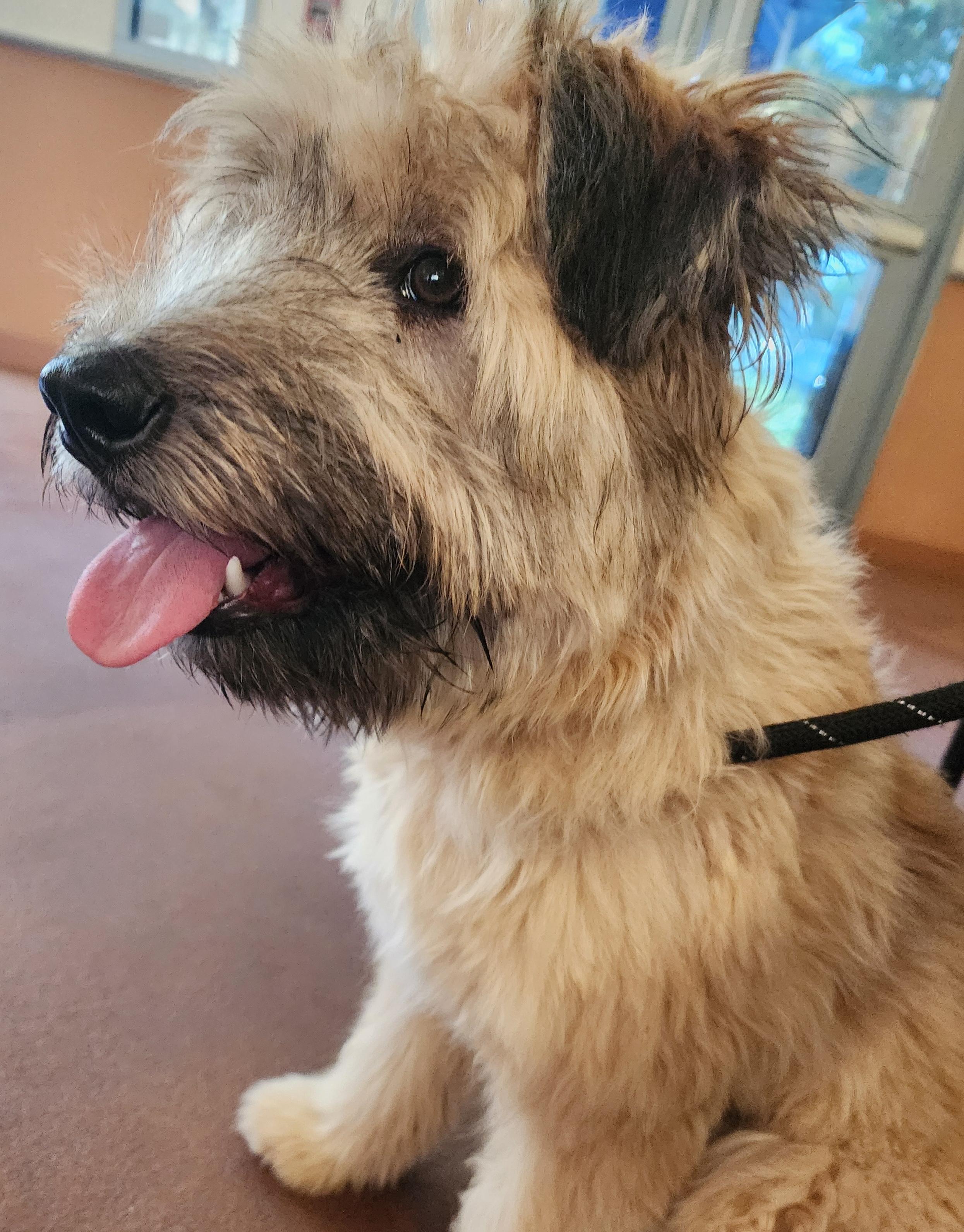 Enlarge Ruby, an adoptable mixed breed in Santa Clara, CA image 2/5