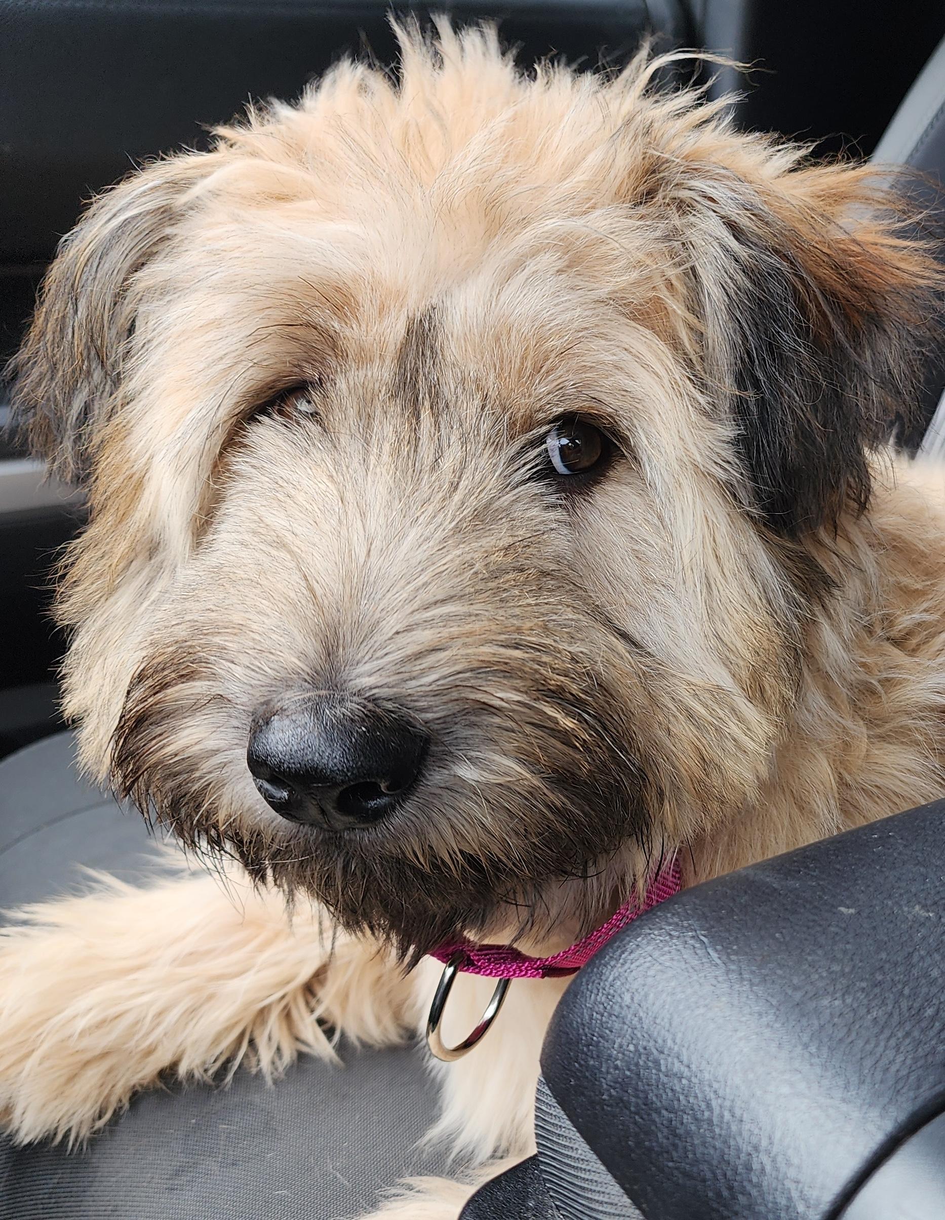 Enlarge Ruby, an adoptable mixed breed in Santa Clara, CA image 4/5