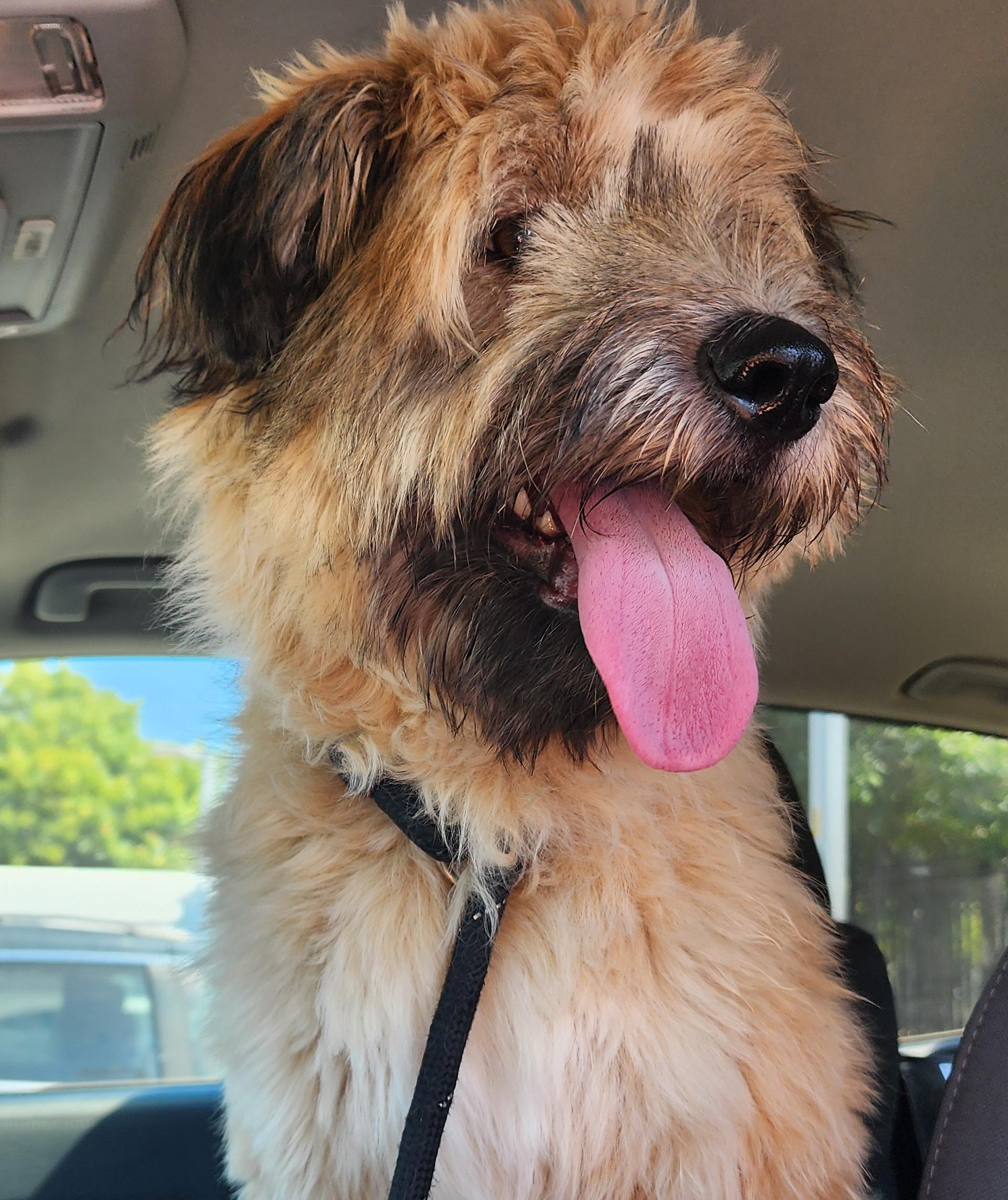 Ruby, adoptable, Young Female Tibetan Terrier.