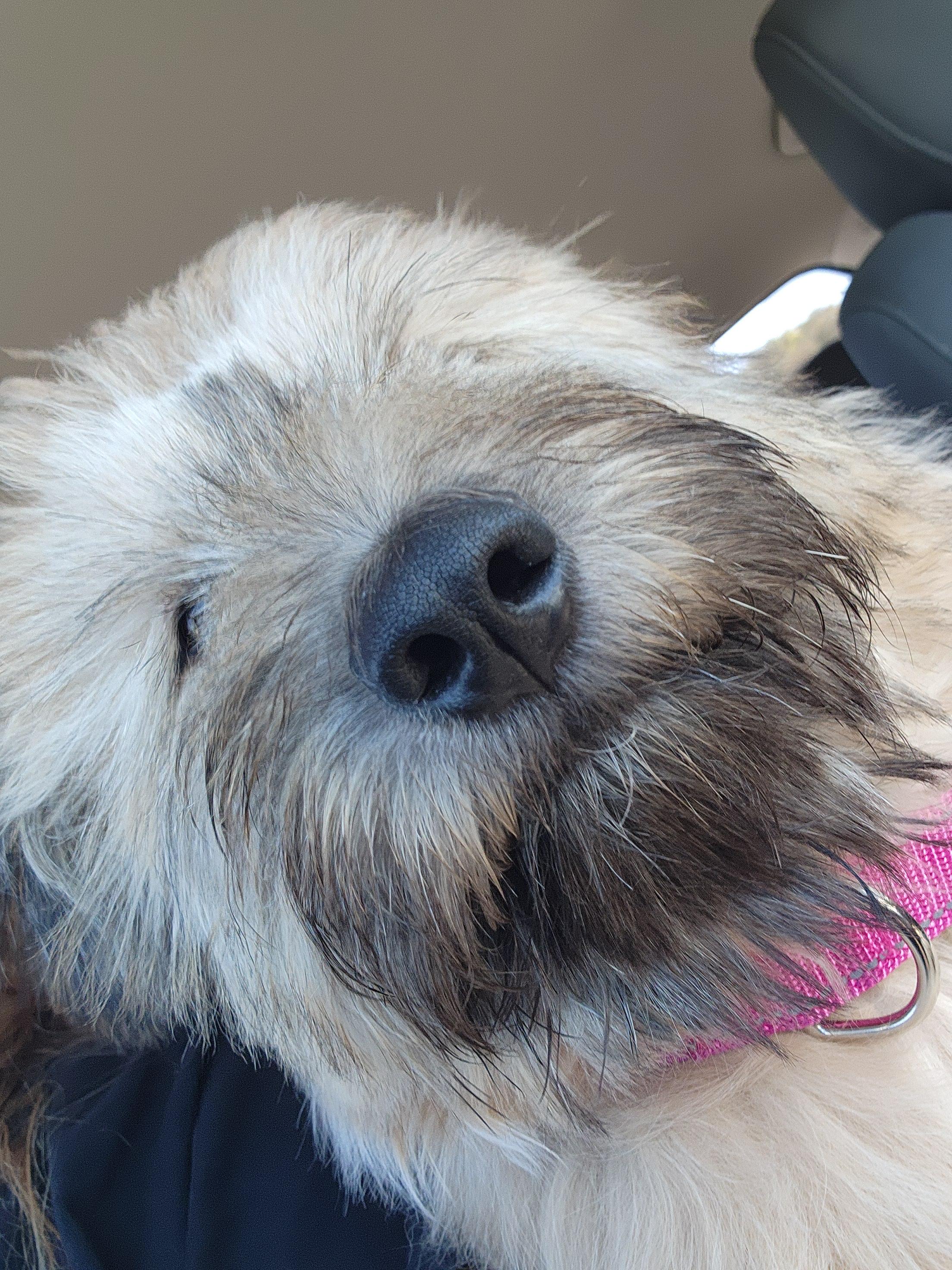 Enlarge Ruby, an adoptable mixed breed in Santa Clara, CA image 5/5