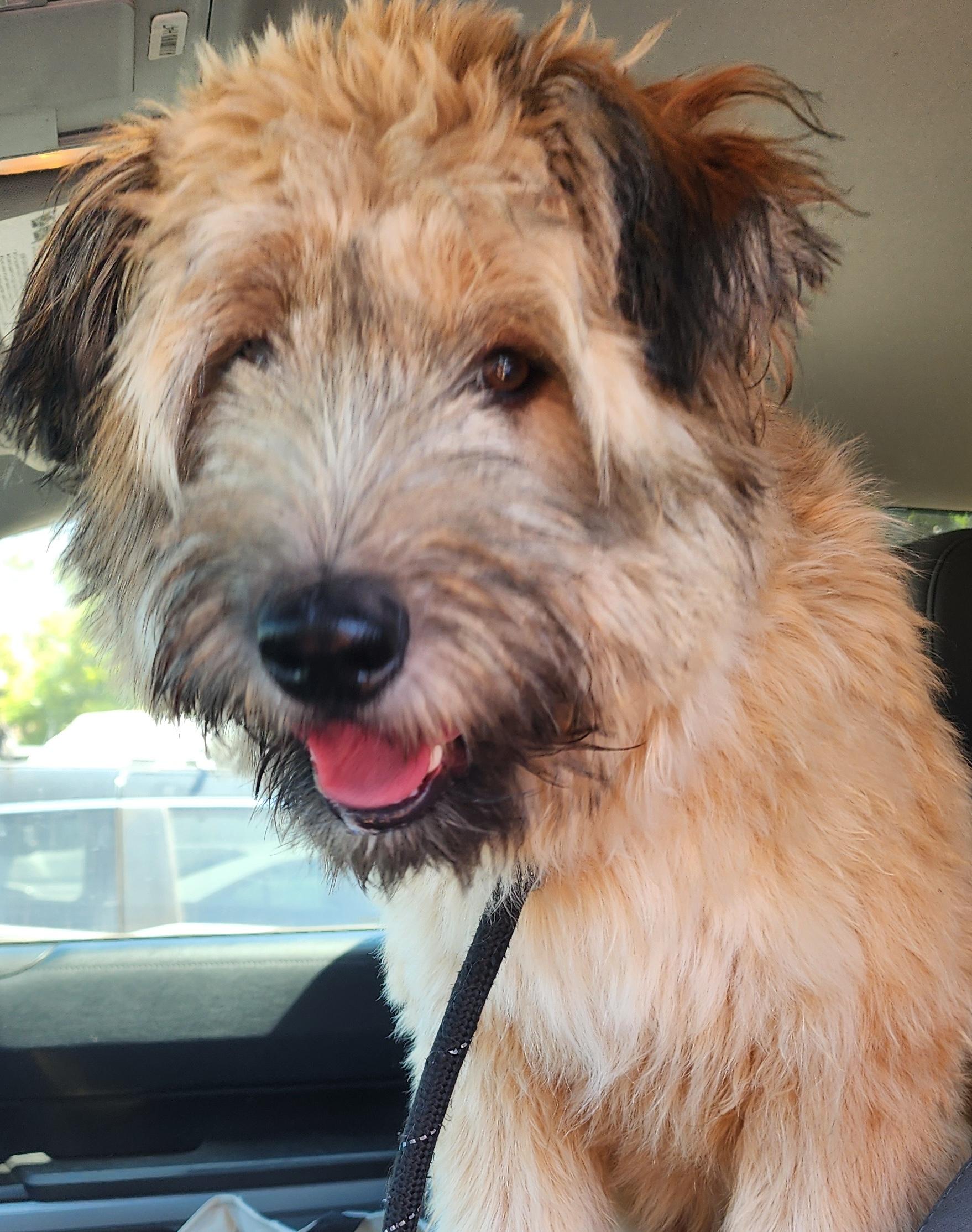 Enlarge Ruby, an adoptable mixed breed in Santa Clara, CA image 3/5